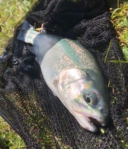 Rainbow Trout