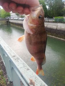 European Perch