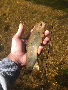 Brown Trout