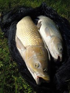 Grass Carp