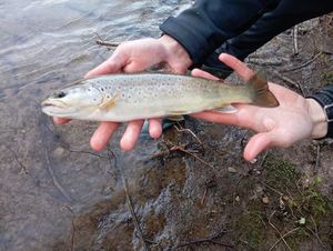 Brown Trout