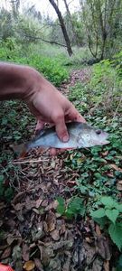 Yellow Perch