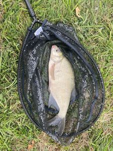Common Bream