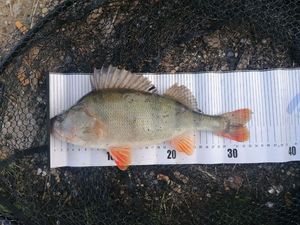 Zander