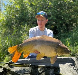 Mirror Carp