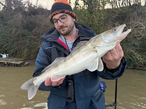 Zander