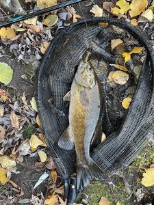 Smallmouth Bass