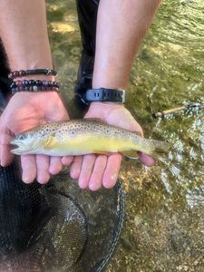 Brown Trout
