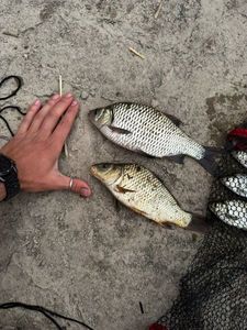Crucian Carp