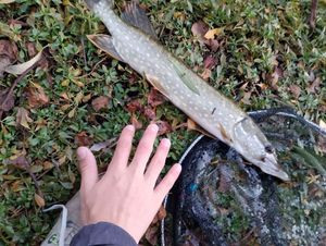 Northern Pike