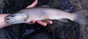 Brown Trout