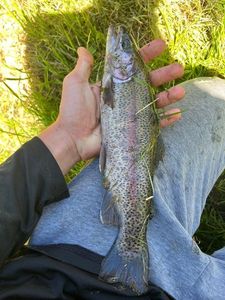 Rainbow Trout