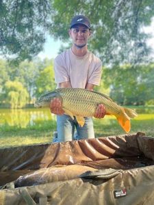 Common Carp
