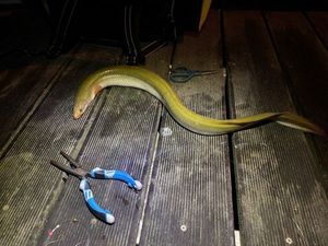 European Eel (Common Eel)