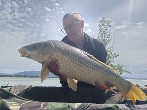 Common Carp