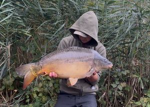 Mirror Carp