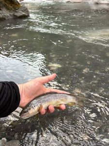 Brown Trout