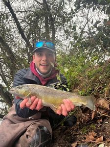 Brown Trout