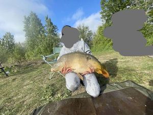 Mirror Carp