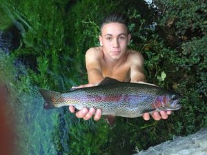 Rainbow Trout