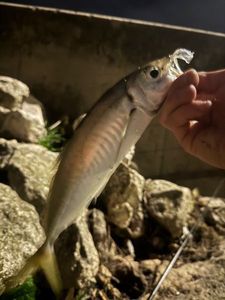 Mediterranean Horse Mackerel