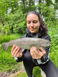 Rainbow Trout