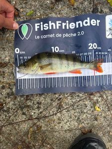 European Perch