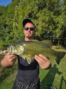 Largemouth Bass