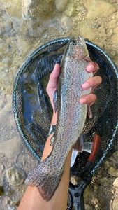 Rainbow Trout