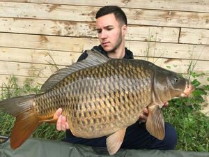 Common Carp
