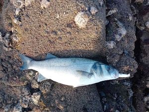 European Bass (Seabass)