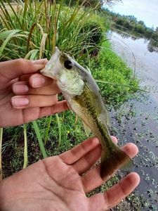 Largemouth Bass