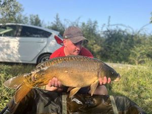 Mirror Carp