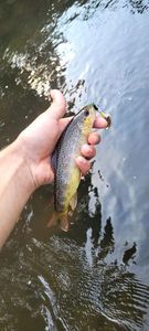 Brown Trout