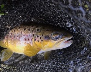 Brown Trout