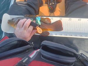 Ballan Wrasse