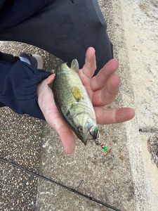 Largemouth Bass