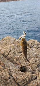 Coral Hind