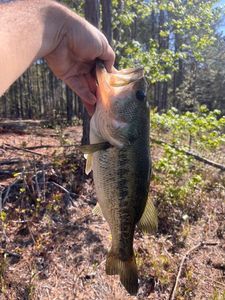 Largemouth Bass