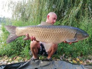 Grass Carp