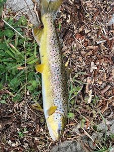 Brown Trout