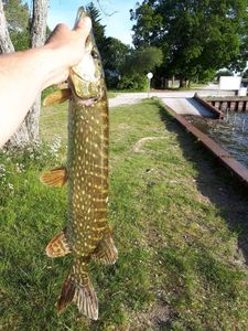 Northern Pike