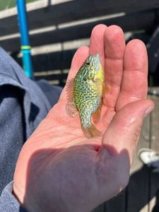 Green Sunfish
