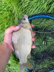 Crucian Carp