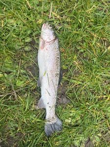 Rainbow Trout