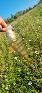 European Perch