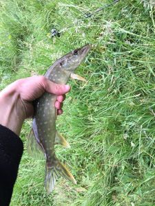 Northern Pike