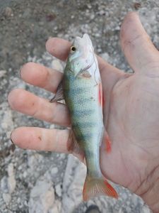 European Perch