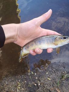 Brown Trout