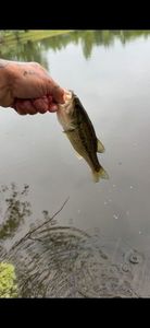 Smallmouth Bass